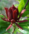 Calycanthus Floridus